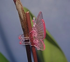 Orchidea csipesz - pillangó